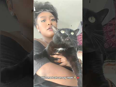 Imitative Cats 😂😂 #funnycats #funny #funnyanimals #animals #cat