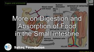 More on Digestion and Absorption of Food in the Small Intestine