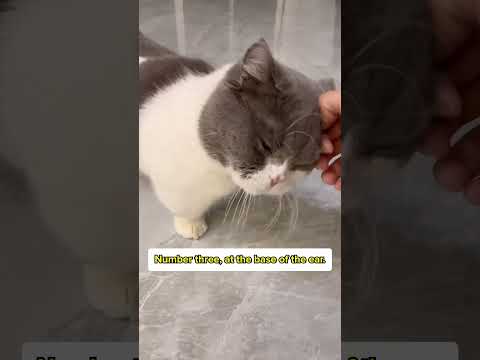 Secret Places To Pet Your Cat! 😻✨