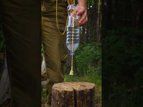 A brilliant IDEA to collect water! #lifehacks #bushcraft #survival #camping