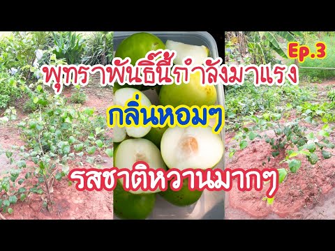 ปลูกพุทราน้ำอ้อย5เดือนกำลังออกดอกและติดผล Ep.3