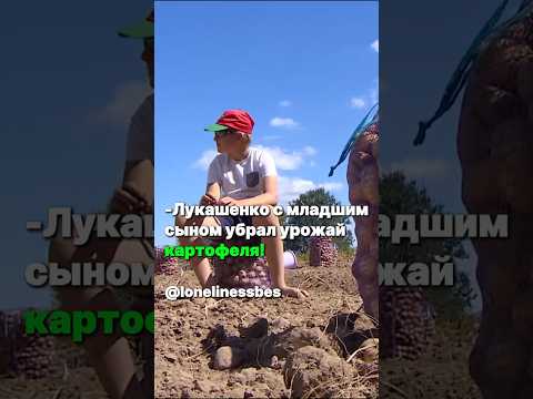 Лукашенко собирает урожай с младшим сыном!