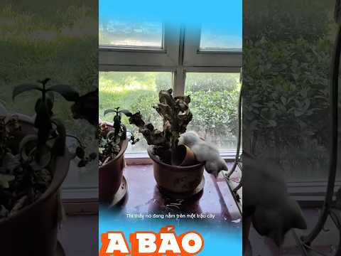Bất ngờ chưa bà già #xuhuongtiktok #funny #reviewvui #shortvideo #dongvat #haihuoc #pets #dongvat
