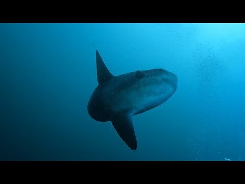 Freaky giant Mola Mola fish come to inspect scuba divers E