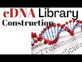 cDNA Library and DNA Cloning Concepts