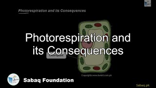 Photorespiration and its Consequences