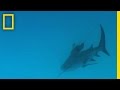 Bull Sharks and Their Behavior