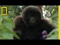 Gorillas and Tool Use: Insights and Discoveries