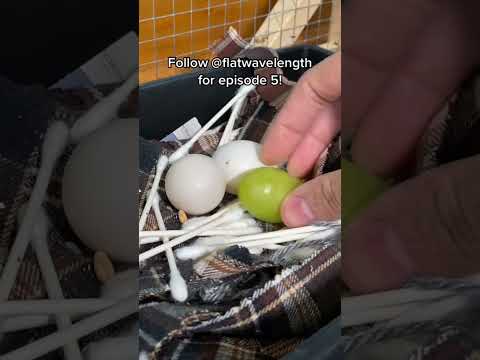 giving my pigeon trinkets to see if she'll sit on them | part 4