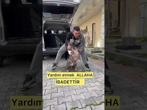 İşedi evsiz kucağıma Kanalıma abone olun lütfen kardeşlerim abilerim ablalarım￼