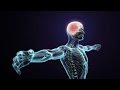 Exploring the Somatic Nervous System