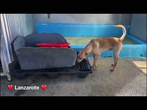 click to play the video