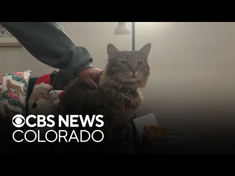 Burglars steal Christmas presents, injure Denver family's pet