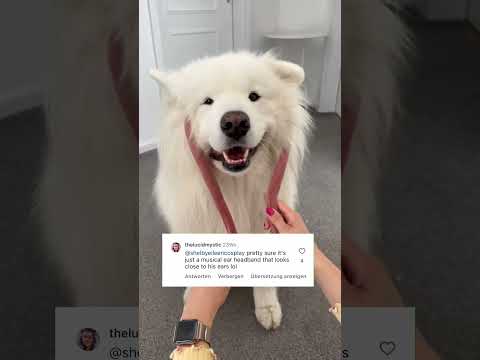 Ear Wiggle Theories 😅 #dog #samoyed #comedy #earwiggles #fun #eardance