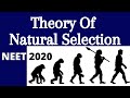 Natural Selection and Evolution Concepts