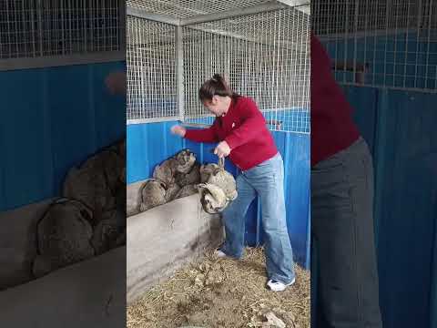 #幸福乡村春耕季 #土拨鼠养殖可爱的黑天鹅海狸鼠 #澳洲鸵鸟非洲驼鸟苗现货