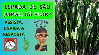 #FLOR DA ESPADA DE SÃO JORGE???        #PauloBonsai​​​​​​​​​​​😉😍