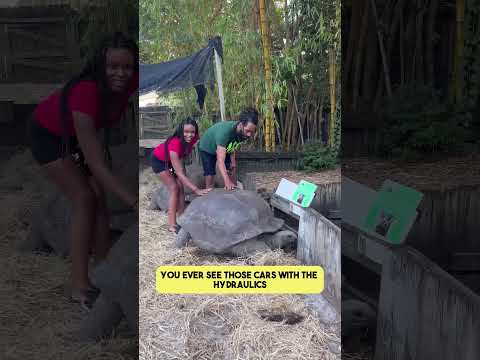 This is what happens when you rub a tortoise shell