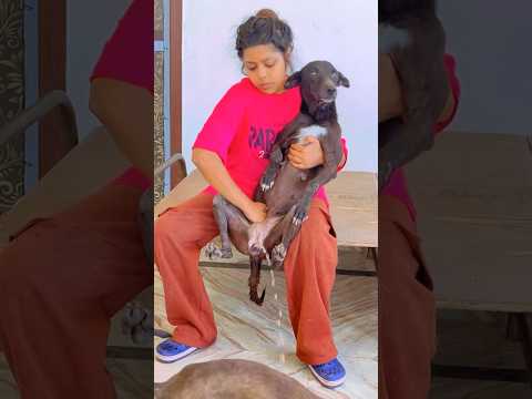 Paralysed dog ki life me bhut dukh hai 💔#youtubeshorts #dog #helpvoiceless #adoptdontshop #love