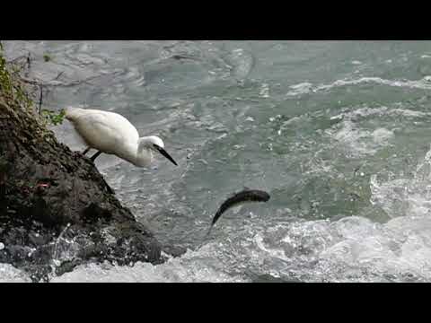 小白鷺捕魚記[Little egret fishing] - YouTube