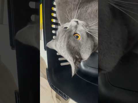 Boksör kedi Ares 😅💪 #cat #catlover #animals