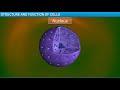 Cell Biology Concepts and Functions