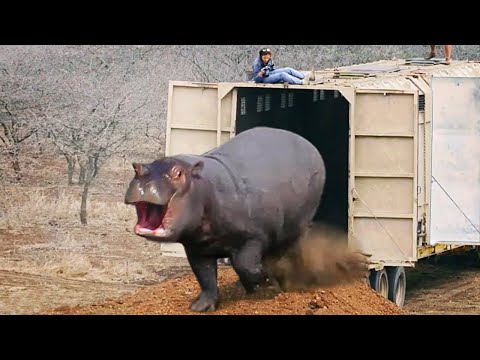 Animals Being Freed For The First Time! - Best Of 2024