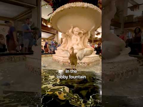 Duck Hotel in Memphis!