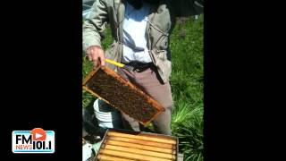 Mary Ellen Geist Gathers Honey!