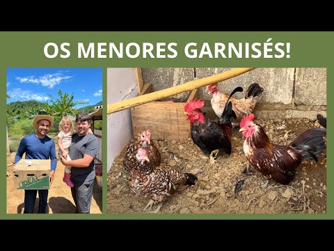 Visitando a Chácara dos Garnisés | Coração Campeiro