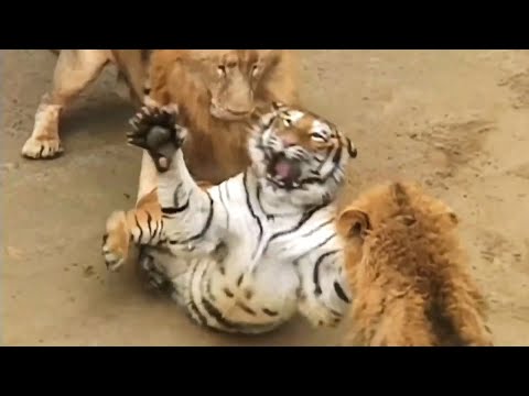 Top 7 Most Epic Animal Fights Ever Filmed | Harsh Life of Wild Animals!