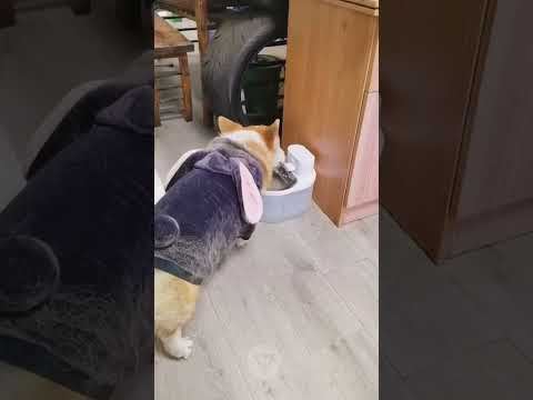 guys check this video what is going on here? #funniest animals #videoshorts #tiktokvideo  #2023
