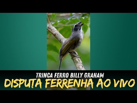 Trinca ferros disputa ferrenha na natureza para botar fogo nos seus trincas!!