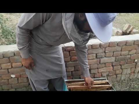 How Honey Bees Build Up Honey Comb On Foundation Sheet