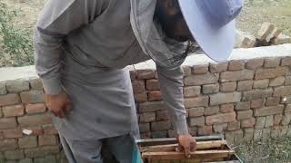 How Honey Bees Build Up Honey Comb On Foundation Sheet
