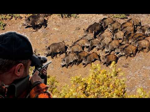 DEV DOMUZ SÜRÜSÜ - NET VURUŞLAR - Muhteşem Drone çekimleri ile yaban domuzu avı, WİLD BOAR HUNTIN