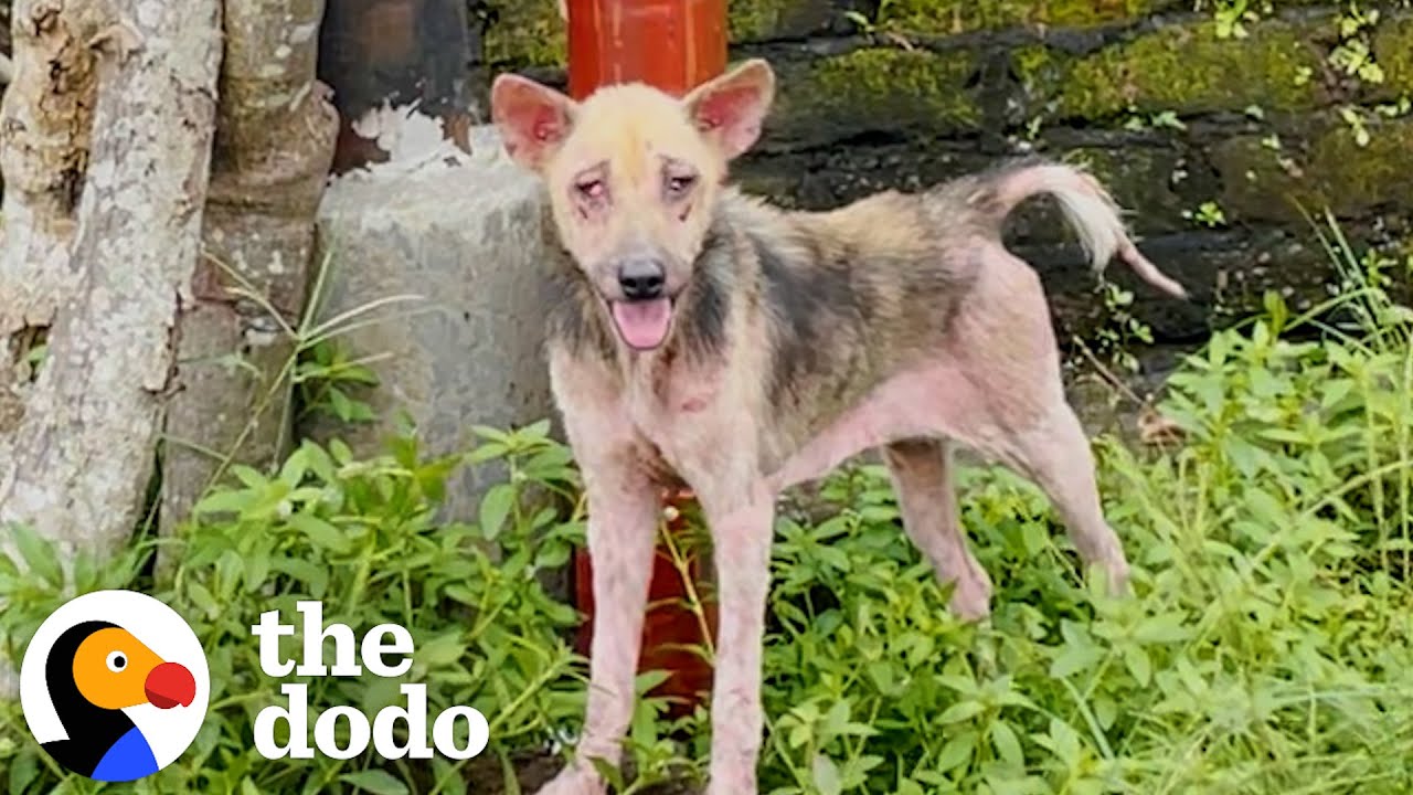 Hairless, Skinny Dog Who Took Weeks To Rescue Is So Fluffy Now - The Dodo