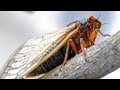 Cicada Life Cycles and Characteristics