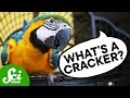 Understanding Parrot Communication
