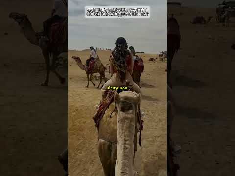 ДЛЯ ЧЕГО БЕДУИНЫ КУПАЮТ СВОИХ ВЕРБЛЮДОВ В НЕФТИ?