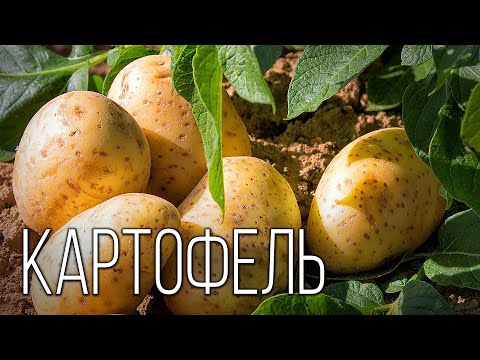 Картофель: Второй "Хлеб" | Интересные факты про картофель