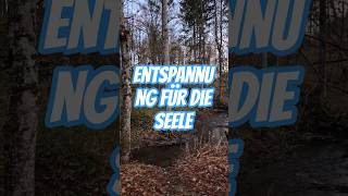 der Sound, die Gegend, einfach toll #alpenvorland #alpen #vogelgesang #gesang