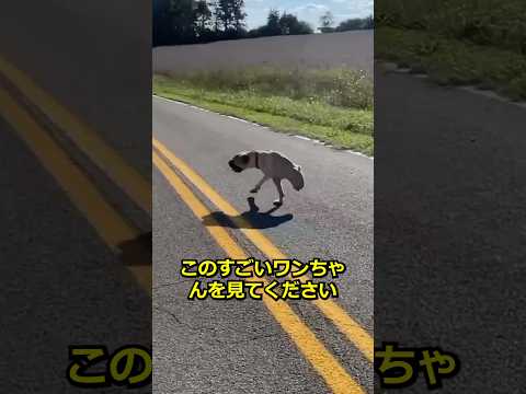余りにもすごい子犬
