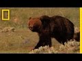 Wolves and Grizzly Bears in Yellowstone