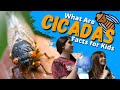 Cicadas: Nature's Loud Insects