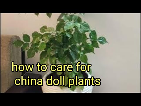 how to grow and care for a Chinese doll plant