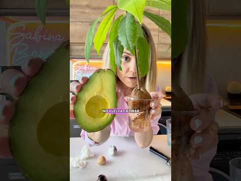 No tires el hueso del aguacate, haz plantitas 🥑