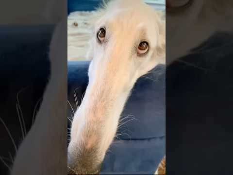 Am gasit CAINELE DIN MEME pe Minecraft!