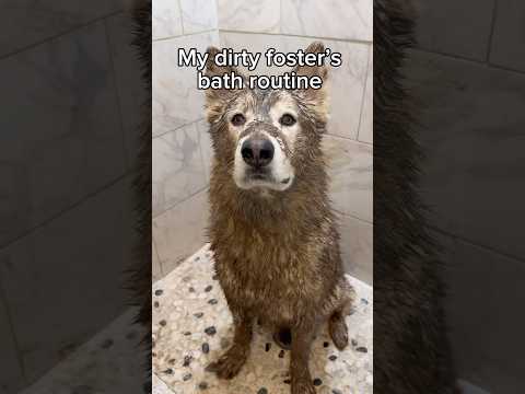 Do you think Glacier enjoyed it? 🧼💜🐾 #dogsofyoutube #dogbath #husky #asmr #doggrooming