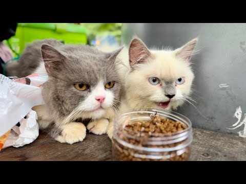 Funny Cat Chiko & Bocil🥰🐈 #cat #cats #catlover #catvideos #cutecat #kucing